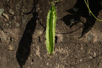 A minimalist still life of a fresh green winged bean on a rough concrete background, with a harsh shadow creating a graphic composition