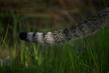 An abstract close-up of a striped cat's tail against a blurred green grass background, showcasing a natural animal pattern.
