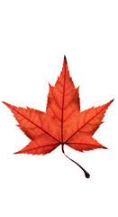 Isolated Red Maple Leaf With Glitter Overlay Realistic PNG