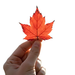 Isolated Red Maple Leaf Held By Hand Realistic Photo