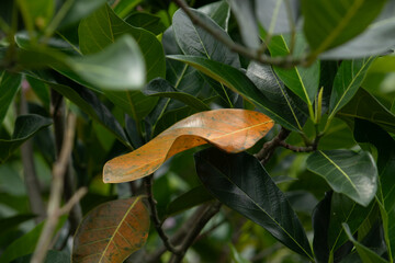 A single, curled, golden-orange autumn leaf is caught among dark green foliage, showing the natural transition of the seasons