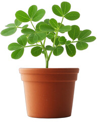 Obraz premium Potted plant with green clover-like leaves in a small terracotta pot