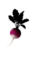Isolated Red Radish Vegetable PNG Transparent Background Isolated