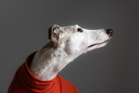 Whippet with polo shirt
