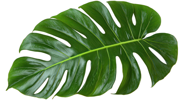 Shiny, bright green Monstera leaf with natural perforations on a dark field