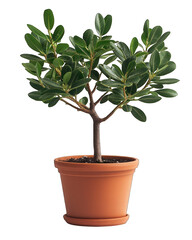 Fototapeta premium Small green tree in clay pot. Isolated, against a black background