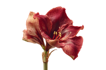 A single wilting dark red amaryllis flower isolated on white.