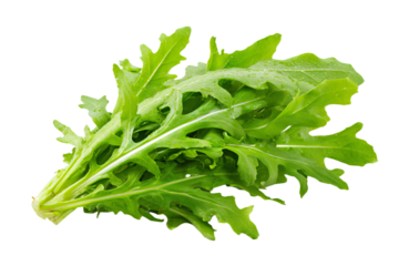 A fresh bunch of green arugula leaves isolated.