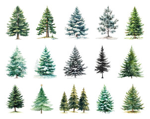 Diverse watercolor evergreen trees collection.