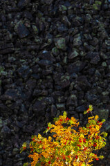 Colorful rowan tree stands out against rocky hill in Sweden during autumn