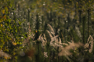 AUTUMN LANDSCAPES - Grasses in a forest clearing in the rays of the morning sun
