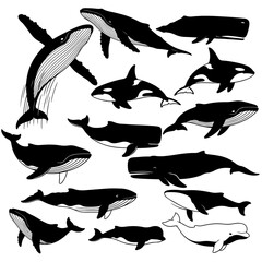 A diverse set of whale graphics featuring unique tail fluke shapes and dorsal fins. © Deny