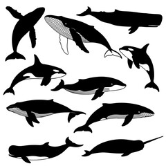set of Whale