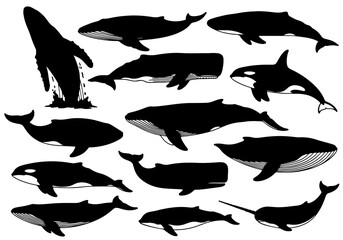 silhouettes of Whale