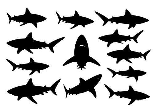 silhouette of Shark