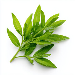 Fototapeta premium fresh cleome shoots on white background