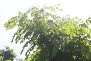 Naklejka premium Lush Green Tropical Foliage Sunlight Backlit Leaves