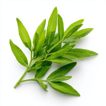 fresh cleome shoots on white background