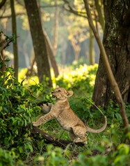Obraz premium A playful lion cub, light brown in color, leaps among greenery in a sun-drenched forest