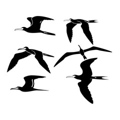 Silhouette of frigatebirds flying, vector illustration of seabirds in flight