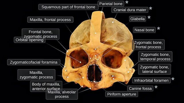 Frontal view of human skull and meninges