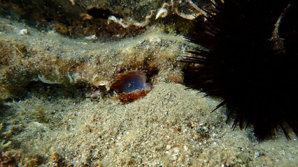 Rayed pearl oyster (Pinctada radiata) shell on sea bottom, Aegean Sea, Greece, Halkidiki, Pirgos beach © Alexey
