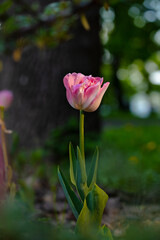 tulip flower close up view spring blossom garden floral seasonal nature object view vertical photo