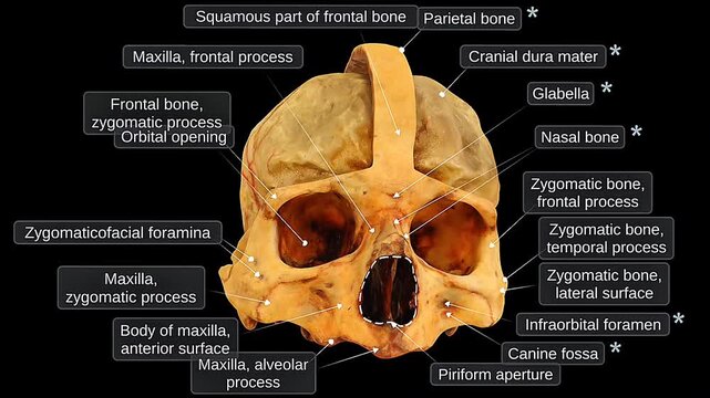 Human skull anatomy frontal view