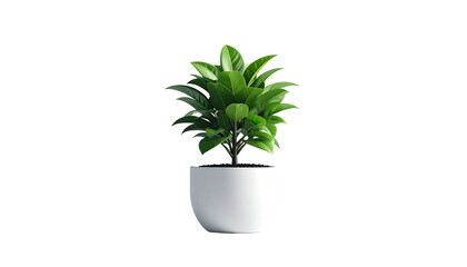 A small, vibrant potted plant with glossy green leaves against a black backdrop