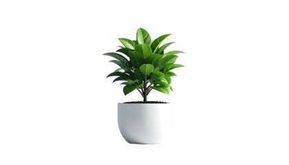 A small, vibrant potted plant with glossy green leaves against a black backdrop