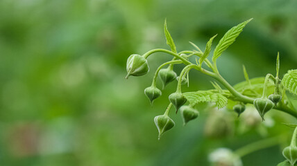 Macro photograph of young raspberry flower buds before blooming. The image beautifully captures the early growth stage of the raspberry plant, with delicate green buds and fresh leaves.