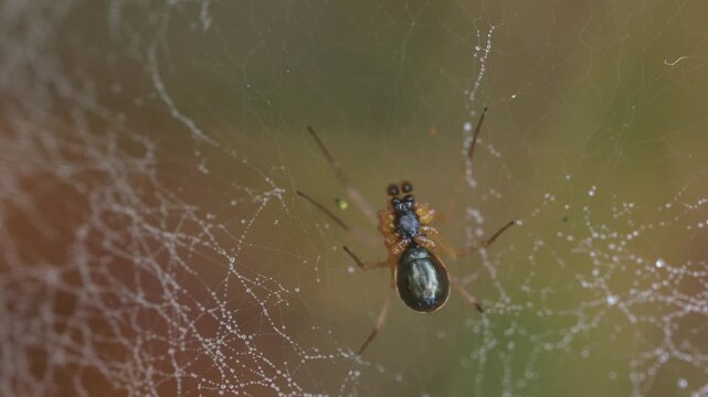 close-up of a canopy spider from below