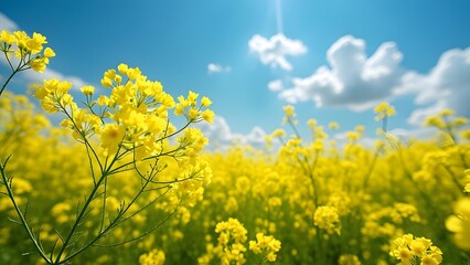 Obraz premium Vibrant Yellow Flowers Field Sunny Day Blooming Rapeseed