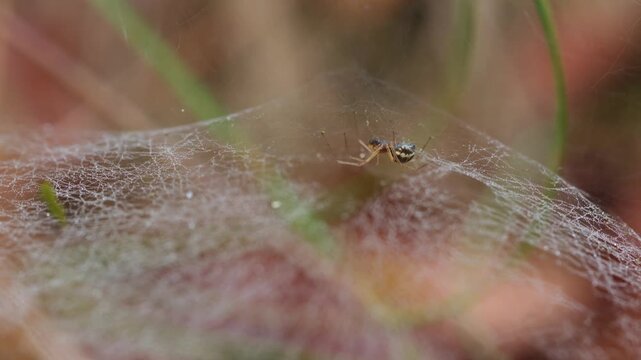 canopy spider hangs upside down in its delicate web