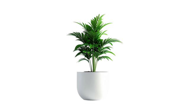 A potted green plant with full foliage, set against a stark black background