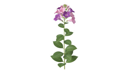 Isolated twining stem with trumpet flowers and foliage, flowering plant, decorative element