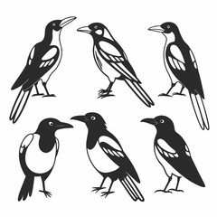 Obraz premium Illustration of six magpie birds in black and white in different poses on an isolated background