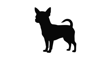 Silhouette of a small energetic chihuahua dog standing elegantly with pointy ears and a curved tail isolated on white silhouette