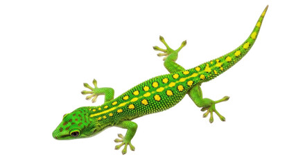 Isolated gecko with yellow spots, beautiful reptile, close-up studio portrait, looking left
