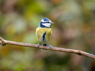 Blaumeise, Cyanistes caeruleus,
