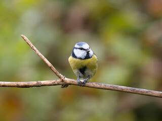 Blaumeise, Cyanistes caeruleus,