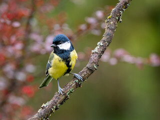 Naklejka premium Kohlmeise, Parus major