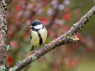 Kohlmeise, Parus major