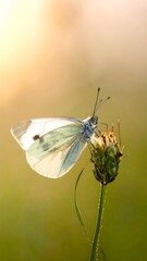 Soft-lit white butterfly perched on a seed head