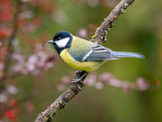 Kohlmeise, Parus major