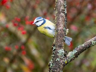 Blaumeise, Cyanistes caeruleus,