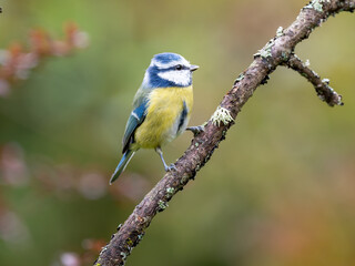 Blaumeise, Cyanistes caeruleus,