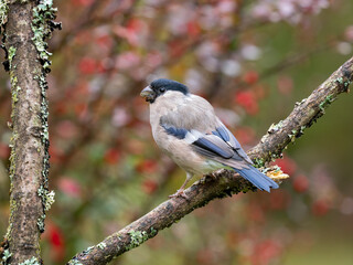 Obraz premium Gimpel, Dompfaff, Eurasian bullfinch