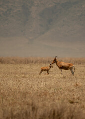 Mother hartebeest gently nuzzling her calf on open grassland in Tanzania&rsquo;s Ngorongoro Crater.