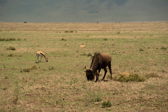 Wildebeest and gazelle grazing together on open grassland in Tanzania under bright midday light.